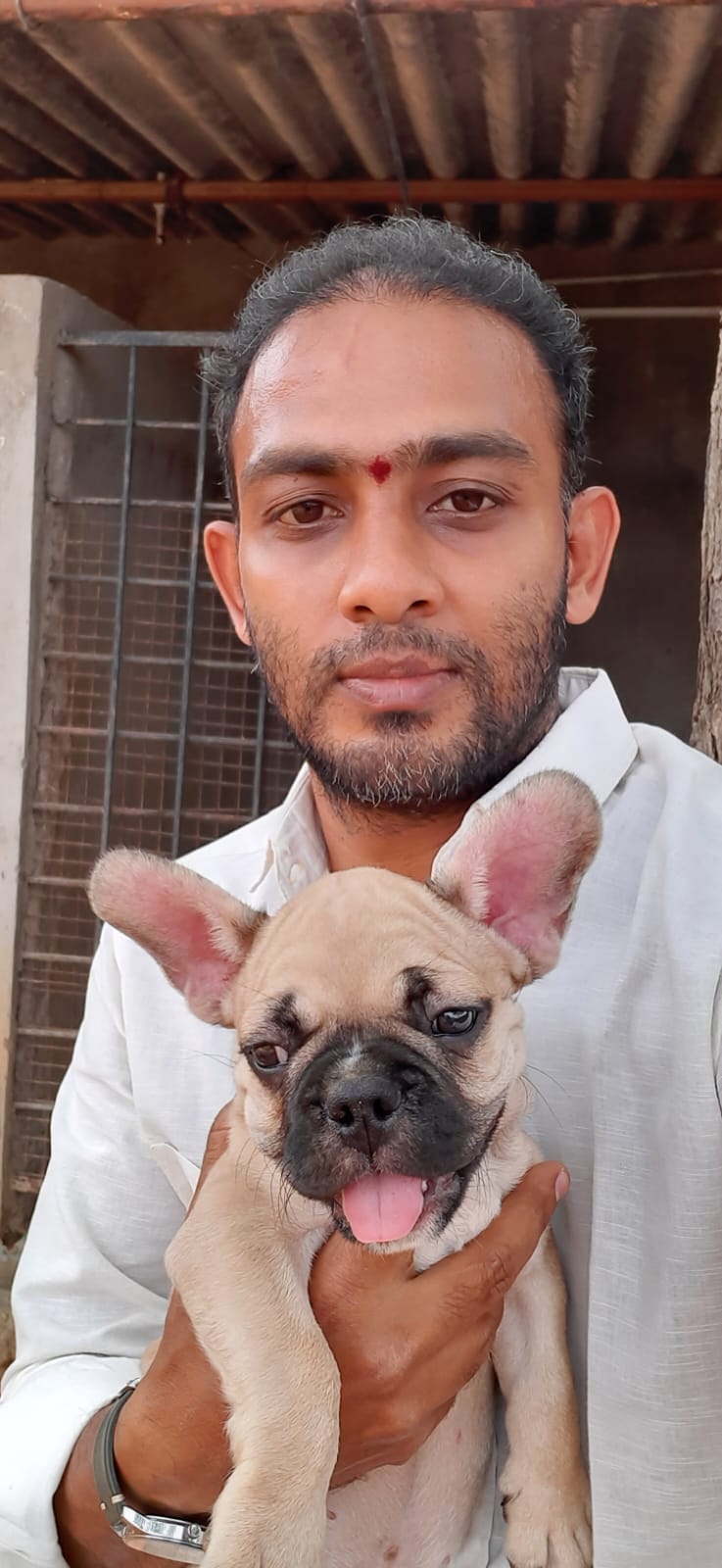 French Bulldog special care at ShiRock Pet Boarding, Hyderabad
