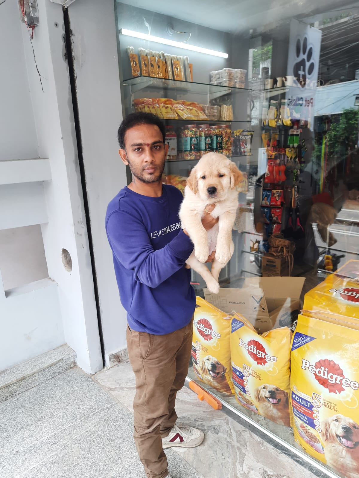 Golden Retriever puppy at ShiRock Pet Boarding day care, Hyderabad