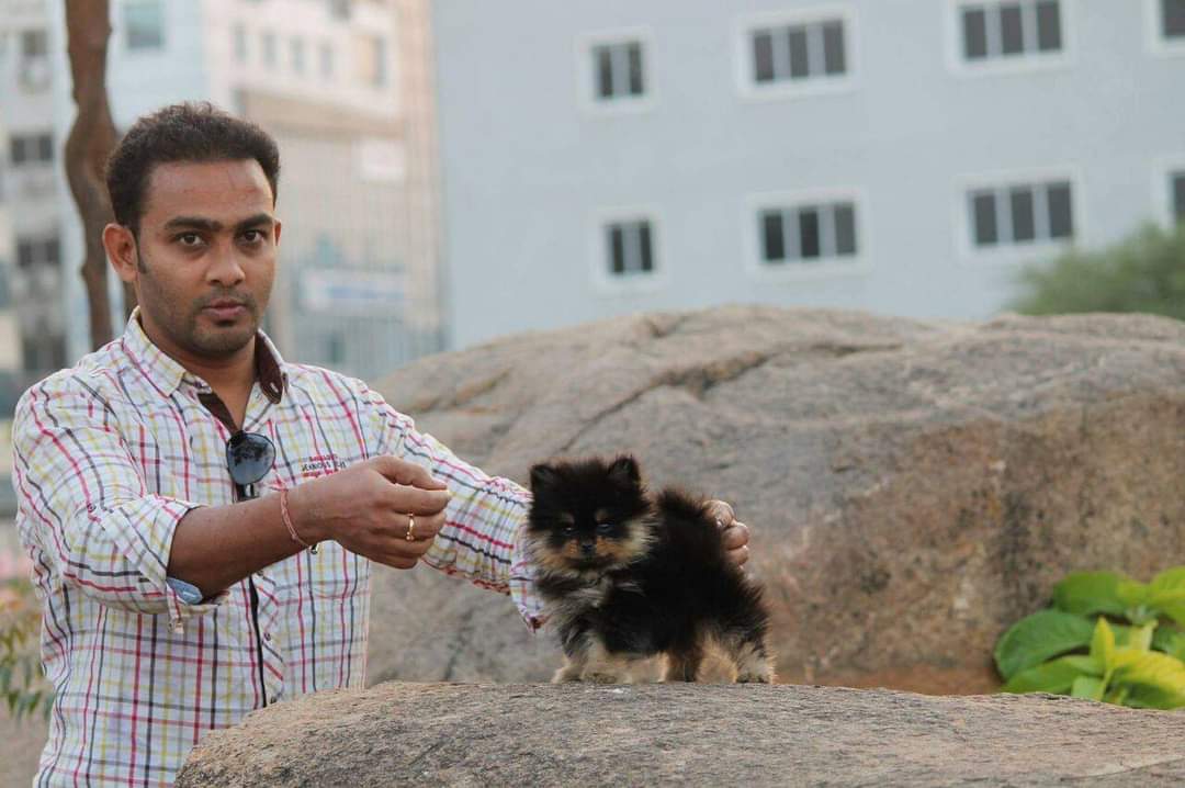 Tiny Pomeranian puppy at ShiRock Pet Boarding, Hyderabad