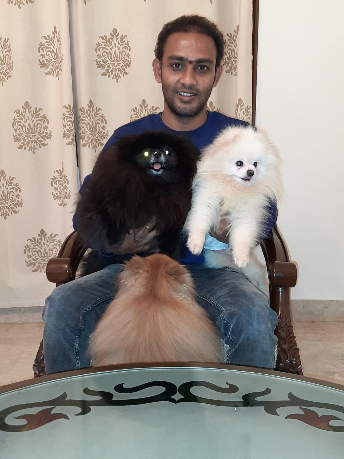 Pomeranians at ShiRock Pet Boarding, Hyderabad