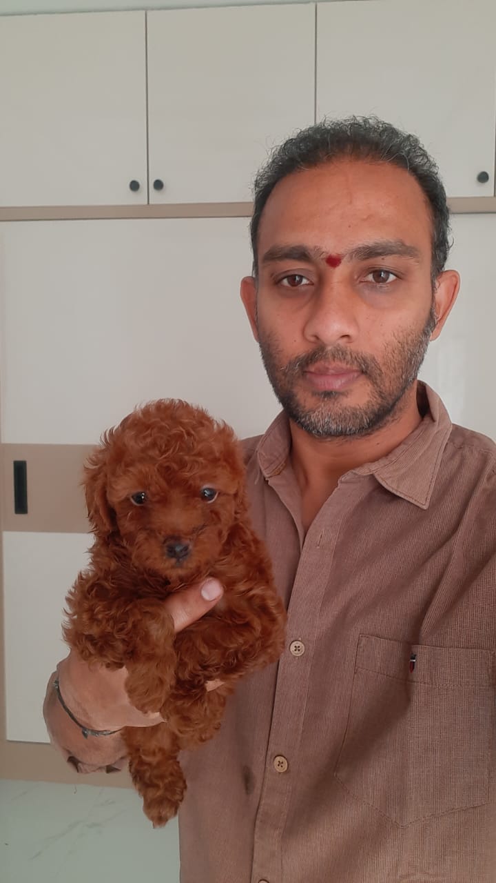 Red Poodle puppy at ShiRock Pet Boarding, Hyderabad